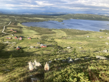 Støl i valdres